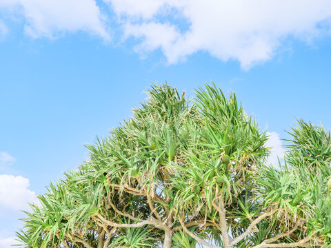 沖縄の空と南国らしいアダンの木