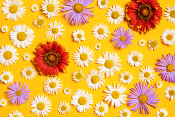 Bright background with white, red and blue chamomiles. Daisy on yellow background. Flat lay