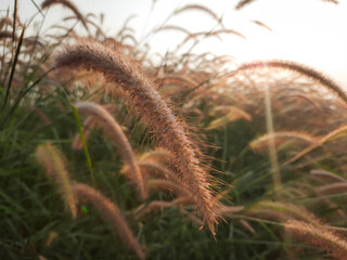 Flower grass background. desho grass flower field. grass flower. 