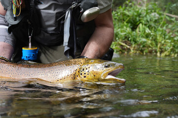 Obraz premium close-up of a large wild brown trout caught in a mountain river