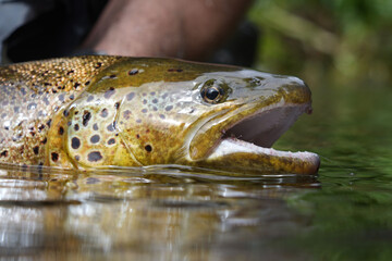 close-up of a large wild brown trout caught in a mountain river