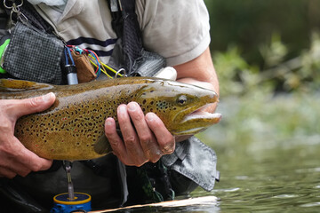 close-up of a large wild brown trout caught in a mountain river