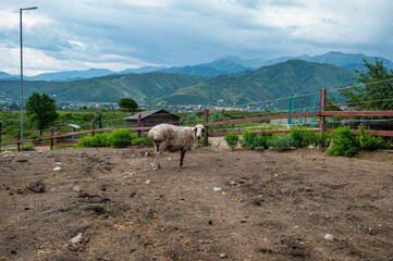 Fototapeta premium sheep on the farm