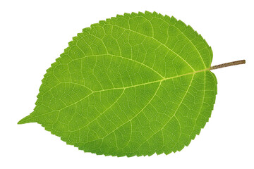 Naklejka na ściany i meble Green summer leaf is a hydrangea garden plant isolated