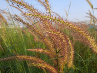 Flower grass background. desho grass flower field. grass flower. 