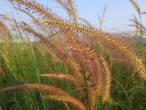 Flower grass background. desho grass flower field. grass flower. 