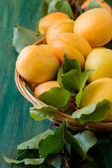 Close up of organically grown apricots. Basket full of apricots on green wooden background