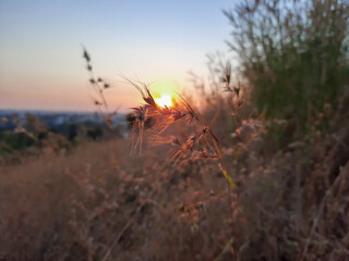 sunset in the grass, beautiful sunset in the field, sunset in wild.