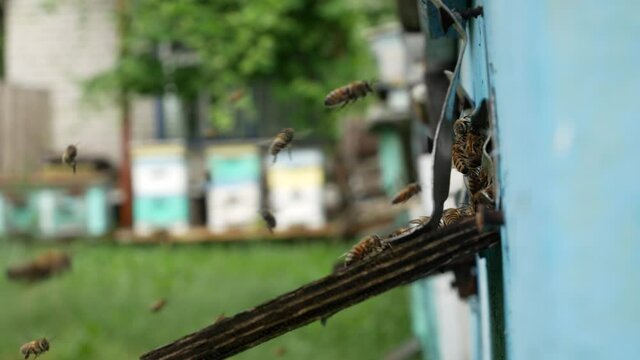Bees fly up to the hive in the apiary. Harvesting honey in summer. In the background beehives, apiary, greenery