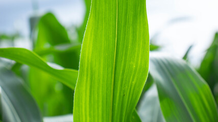  close-up on green Corn leaf