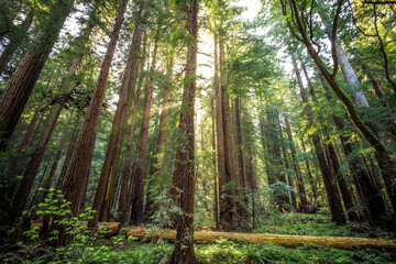 Sunset in the Muir Woods Redwoods, Muir Woods National Monument, California
