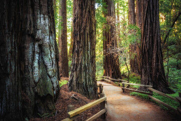 Obraz premium Path in the Muir Woods Redwoods, Muir Woods National Monument, California