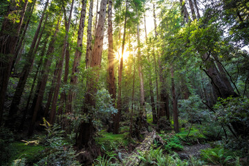 Sunset in the Muir Woods Redwoods, Muir Woods National Monument, California