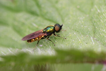 Pipunculidae is a family of flies commonly termed big-headed flies