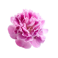 Bouquet of pink peony flowers isolated on white backgrond