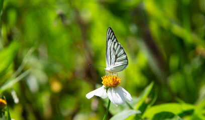 butterfly on a white flower