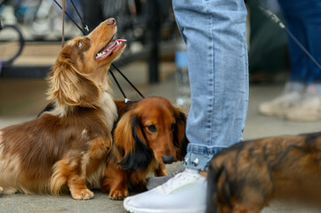 family long-haired dachshund on the street