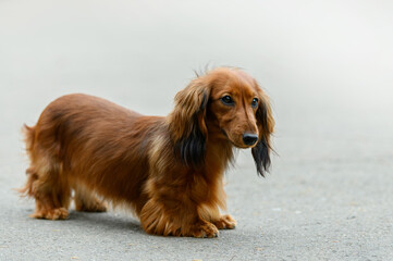 brown long-haired dachshund on the street