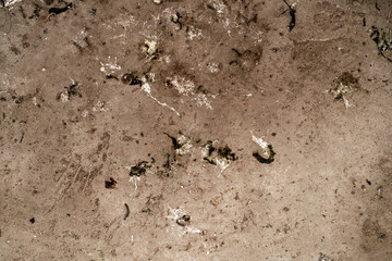 Birds or pigeons make floor and wall dirty by dropping a lots of poops when the owner of house is not home for long time. It has pathogens and some person can get cryptococcosis from rock dove