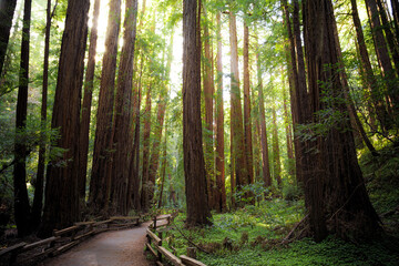 Path in the Muir Woods Redwoods, Muir Woods National Monument, California