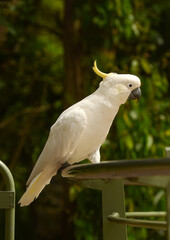 Feeding parrots in the forest at Kallista Dandenong Ranges.