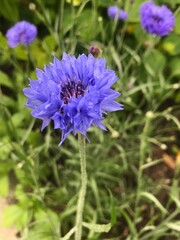 Obraz premium flower in the field