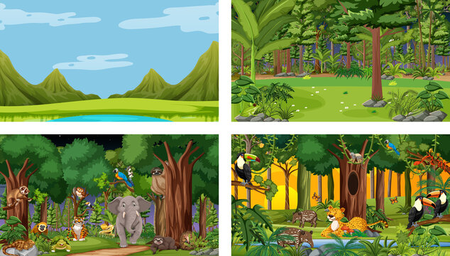 Different nature scenes of forest and rainforest with wild animals