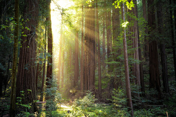 Fototapeta na wymiar Sunset in the Muir Woods Redwoods, Muir Woods National Monument, California