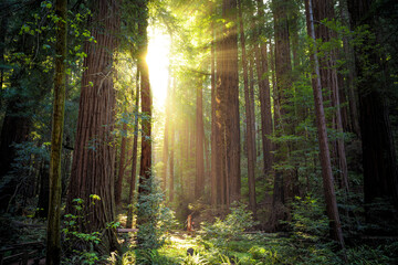 Fototapeta na wymiar Sunset in the Muir Woods Redwoods, Muir Woods National Monument, California