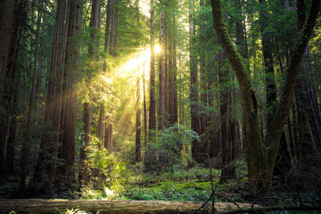 Sunset in the Muir Woods Redwoods, Muir Woods National Monument, California