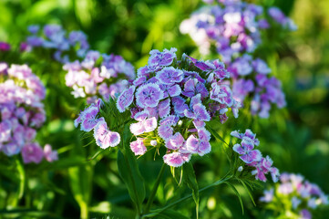 flowers in the garden