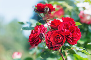 Rose floribunda 