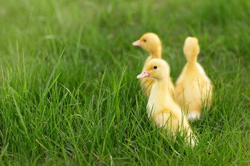 three ducklings in the green grass