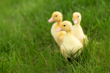 yellow ducklings in the grass