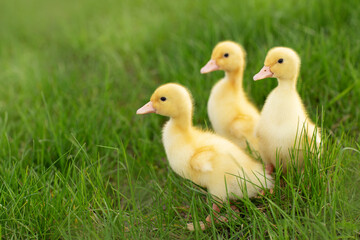 ducklings in the grass