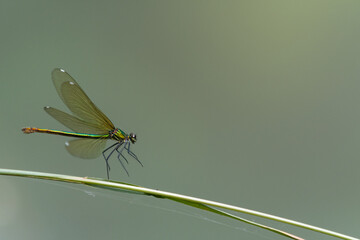 Landeanflug der Prachtlibellenfrau