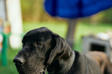 purebred dog in nature animals domestic travel