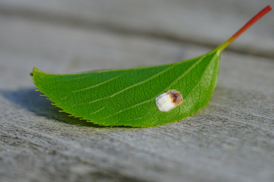 Close-up view of cottony cushion scale bug (Icerya purchasi ) under a leaf