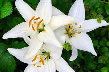 Asiatic lily flowers in bloom
