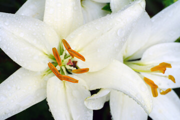 Asiatic lily flowers in bloom