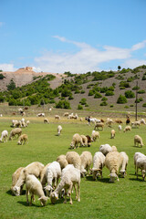 Obraz premium Sheep and goat herd being fed on green fields before the sacrifation fete on a sunny day in Turkey