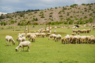 Sheep and goat herd being fed on green fields before the sacrifation fete on a sunny day in Turkey