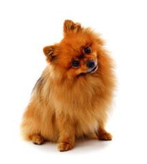 Obraz premium One little dog.