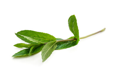 Obraz premium Green leaves of mint.