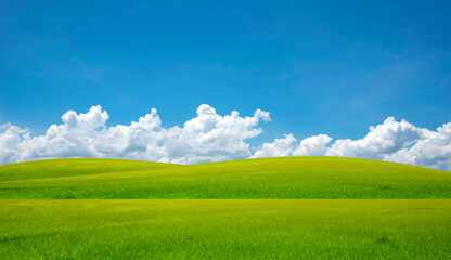 Rice field blue sky with clouds