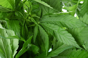 Green cannabis or hemp leaves, close up