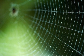 selective focus on the spider web