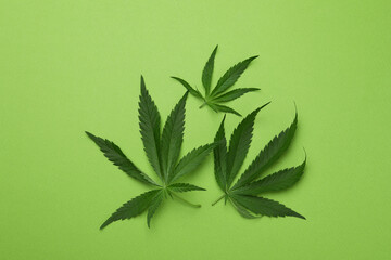 Cannabis leaves on green background, top view