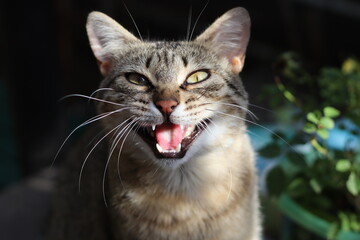 portrait of a cat