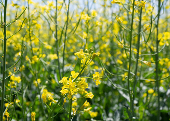 Fototapeta premium Rapeseed or canola in blooming, brassica napus, close up, selected focus.